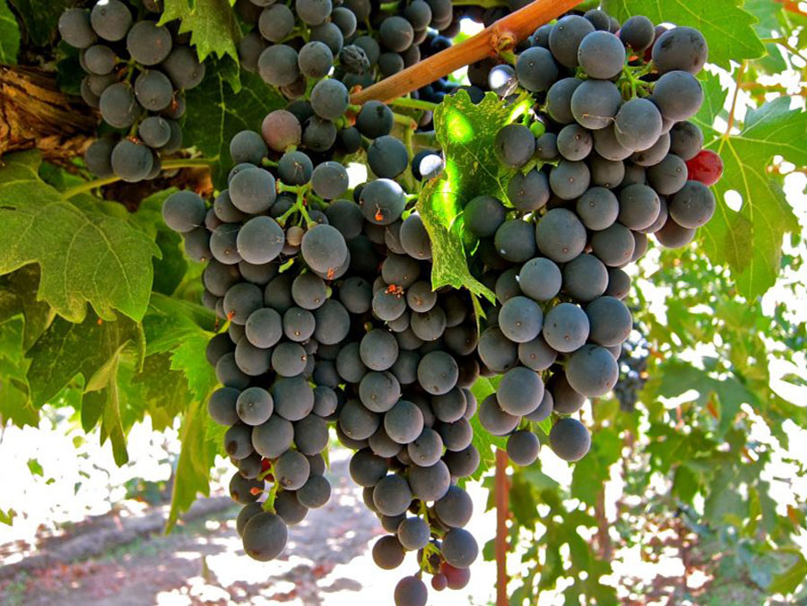 Montepulciano – Giống nho đỏ nổi tiếng nước Ý